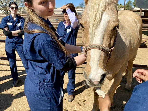 A student stands next to a palomino horse and looks at the horse.