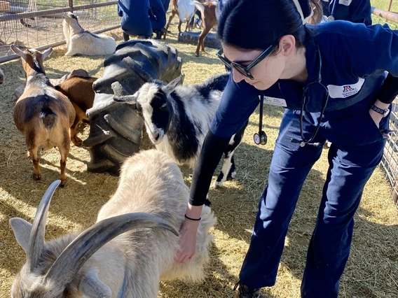 A student bends down to pet a white goat with horns.