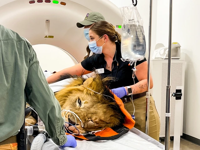 Cierra Smith gives a lion a CT scan during her clinical rotation