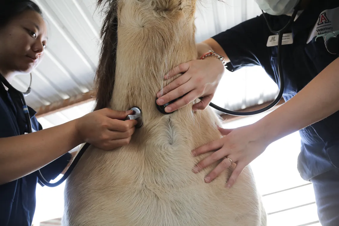 Students practice hands-on skills during an equine health lab.