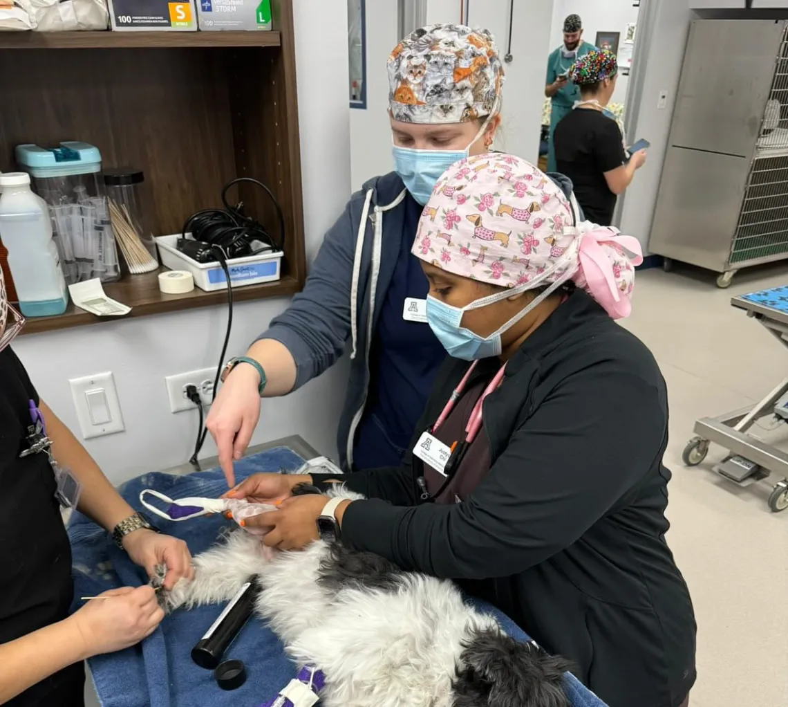 Two veterinary students in scrubs assist with a surgery on a Shih Tzu dog.