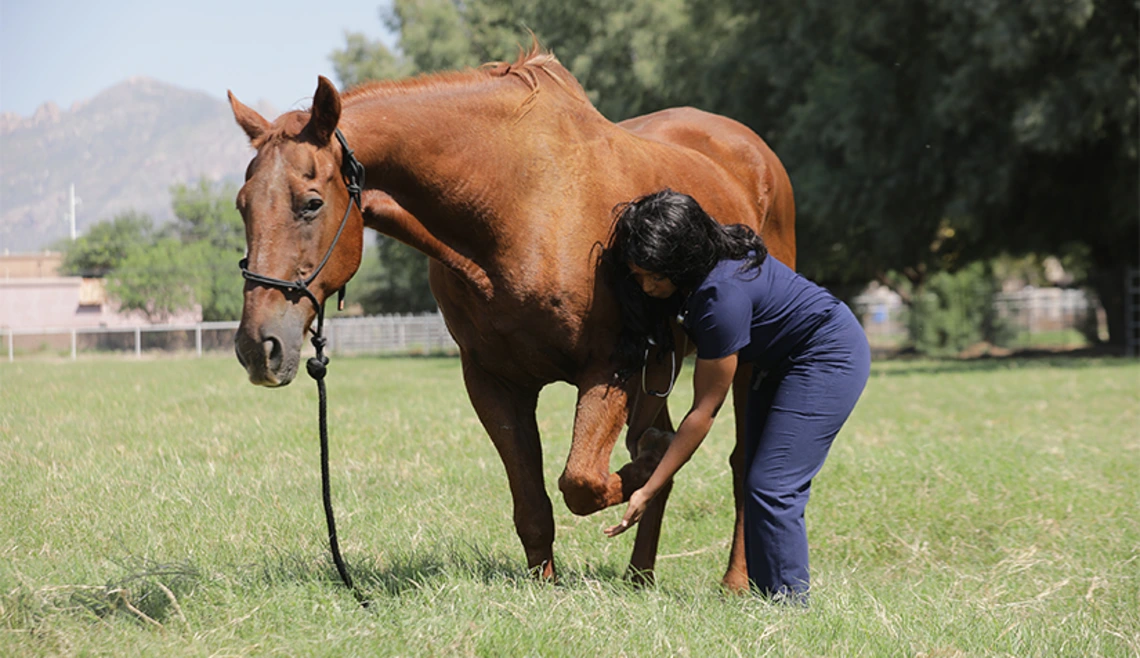 Student working on leg of horse