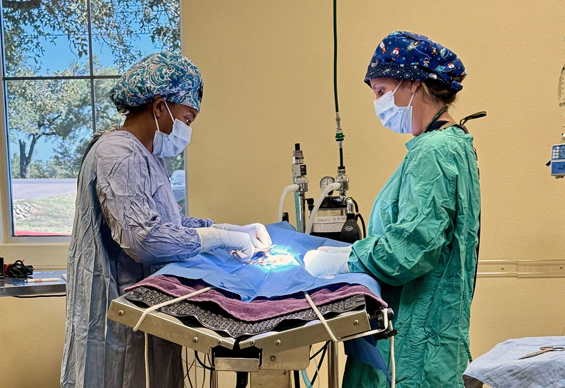 student performing a surgery with the on-site veterinarian supervising