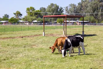 cows in the field